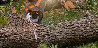 Best Utility Line Clearance  in Lomita, CA