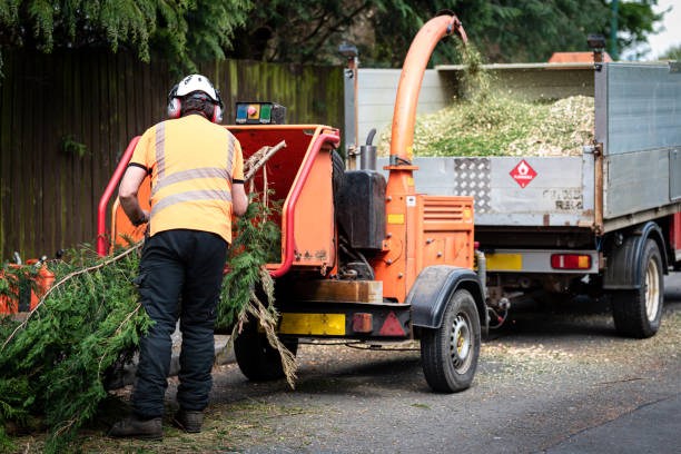 Best Artificial Turf Installation  in Lomita, CA