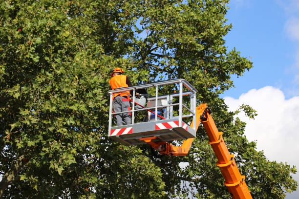 How Our Tree Care Process Works  in  Lomita, CA