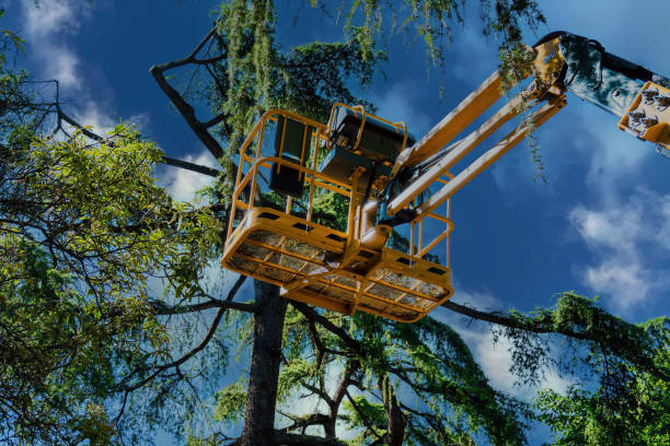 Best Tree Mulching  in Lomita, CA