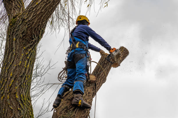 Reliable Lomita, CA Tree Services Solutions